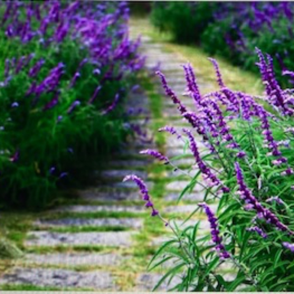 ~Welcome to Lolly Land~